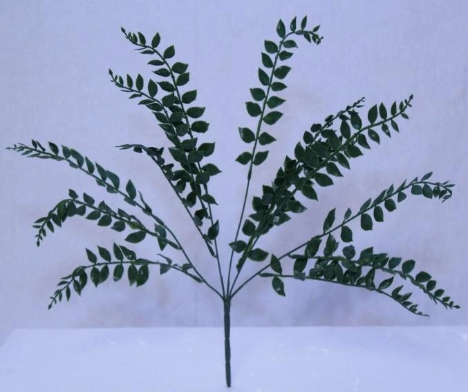 Small Betel Leaf
